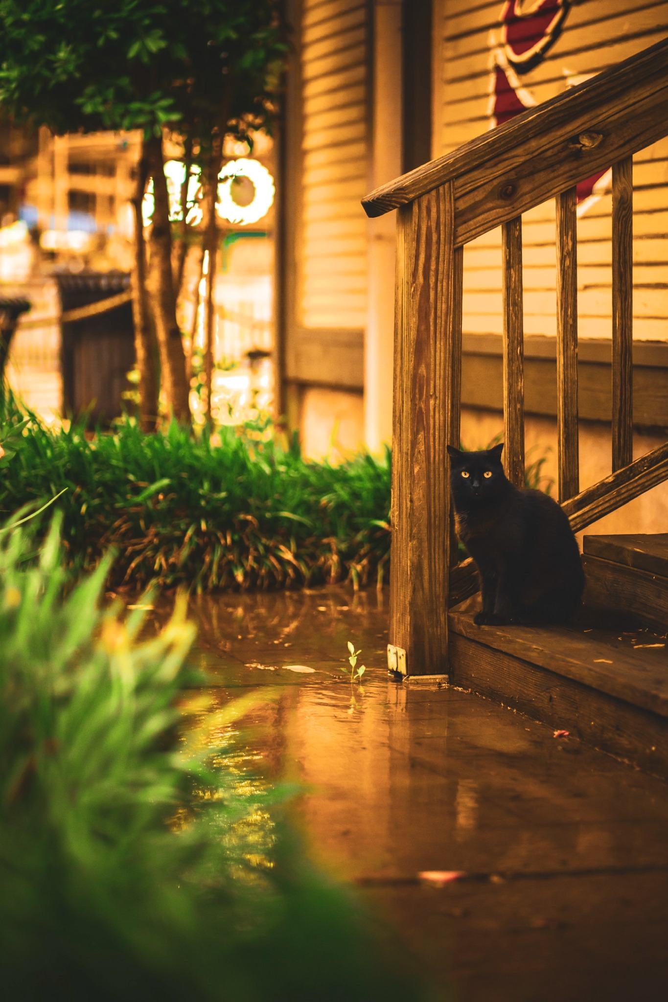 A black cat on a warmly illuminated porch after dark