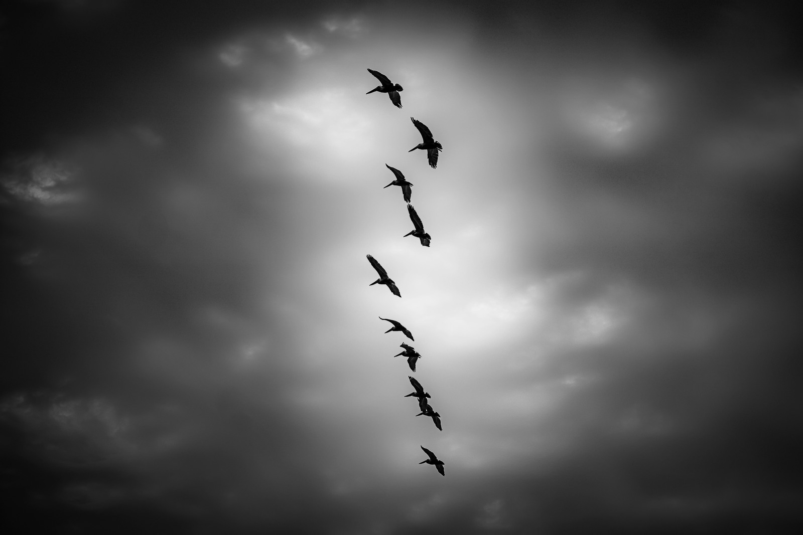 A formation of birds crossing a dramatic black-and-white sky